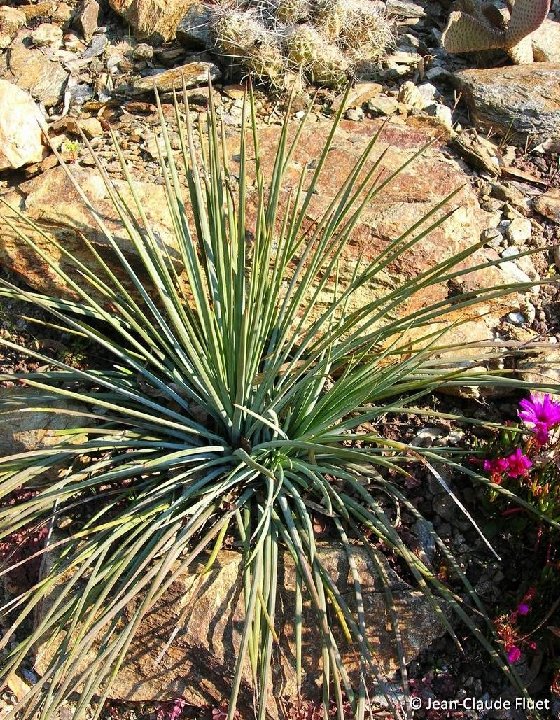 Agave tenuifolia  ©J-C Fluet